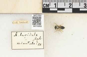 Media type: image;   Entomology 770950 Aspect: Labels